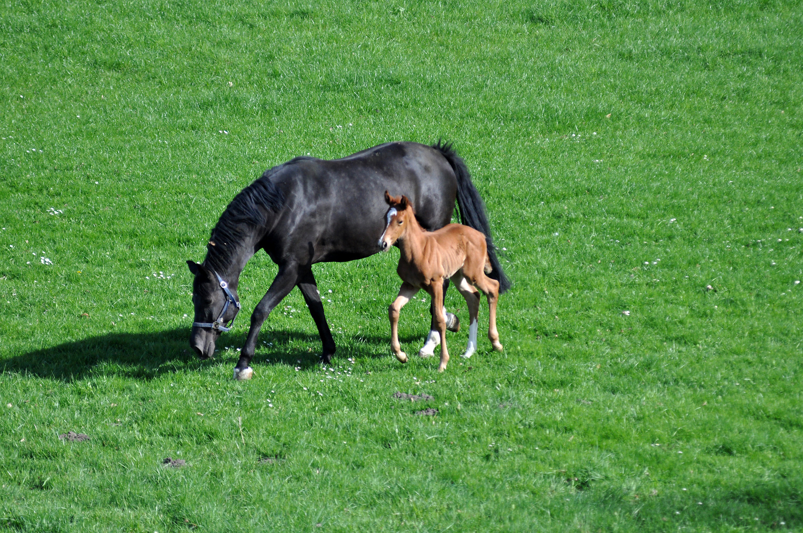 Ein Pfohlen im Frühling