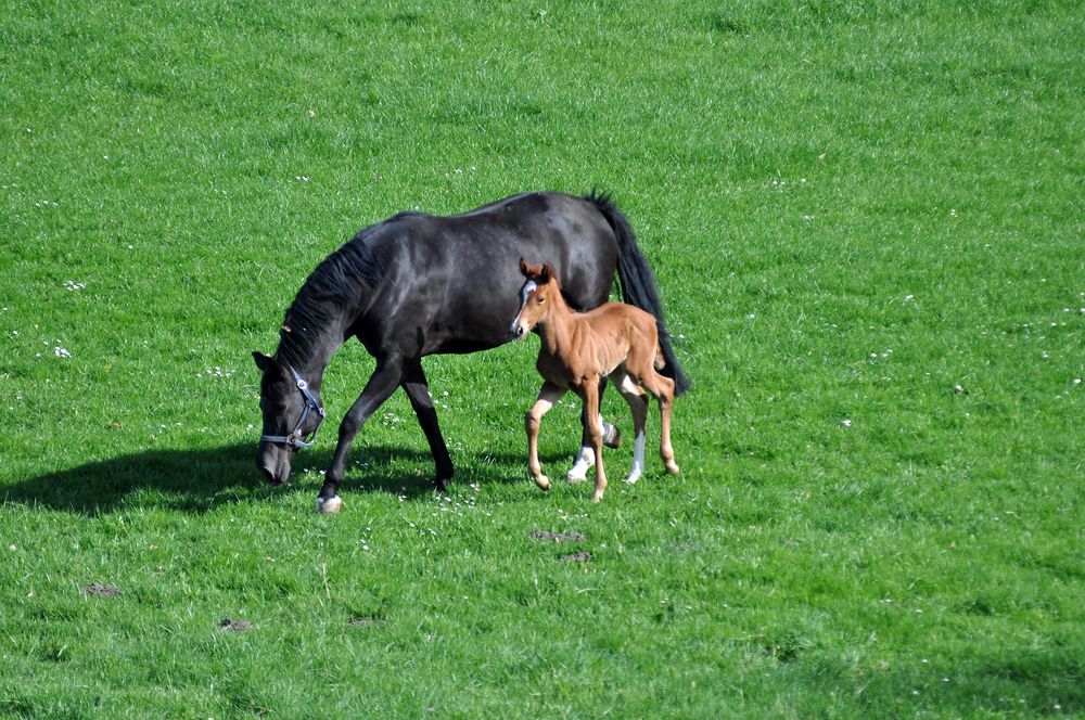 Ein Pfohlen im Frühling von WDKrause 