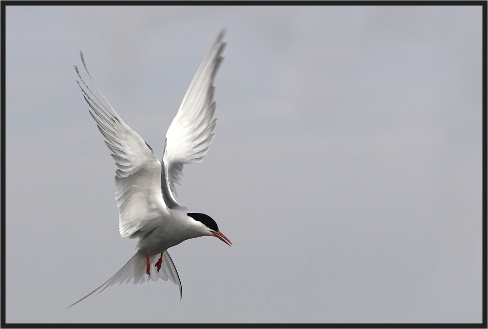 Ein phantastischer Flieger...