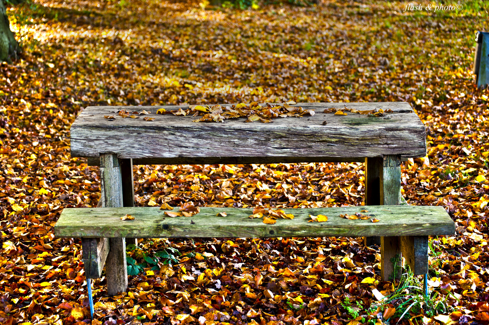 Ein Picknick im Herbstlaub gefällig?