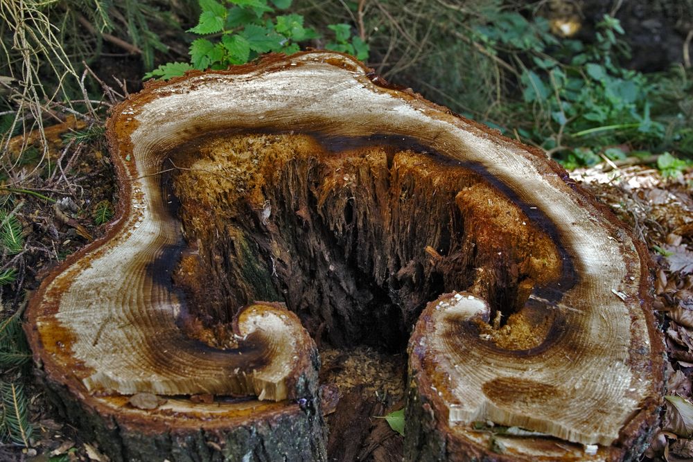 Ein piltz im Baum