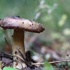 Ein Pilz