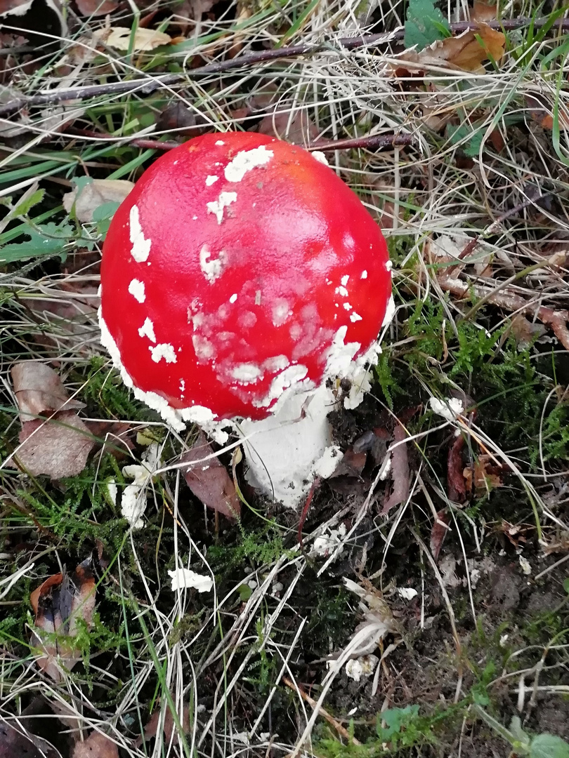 Ein Pilz