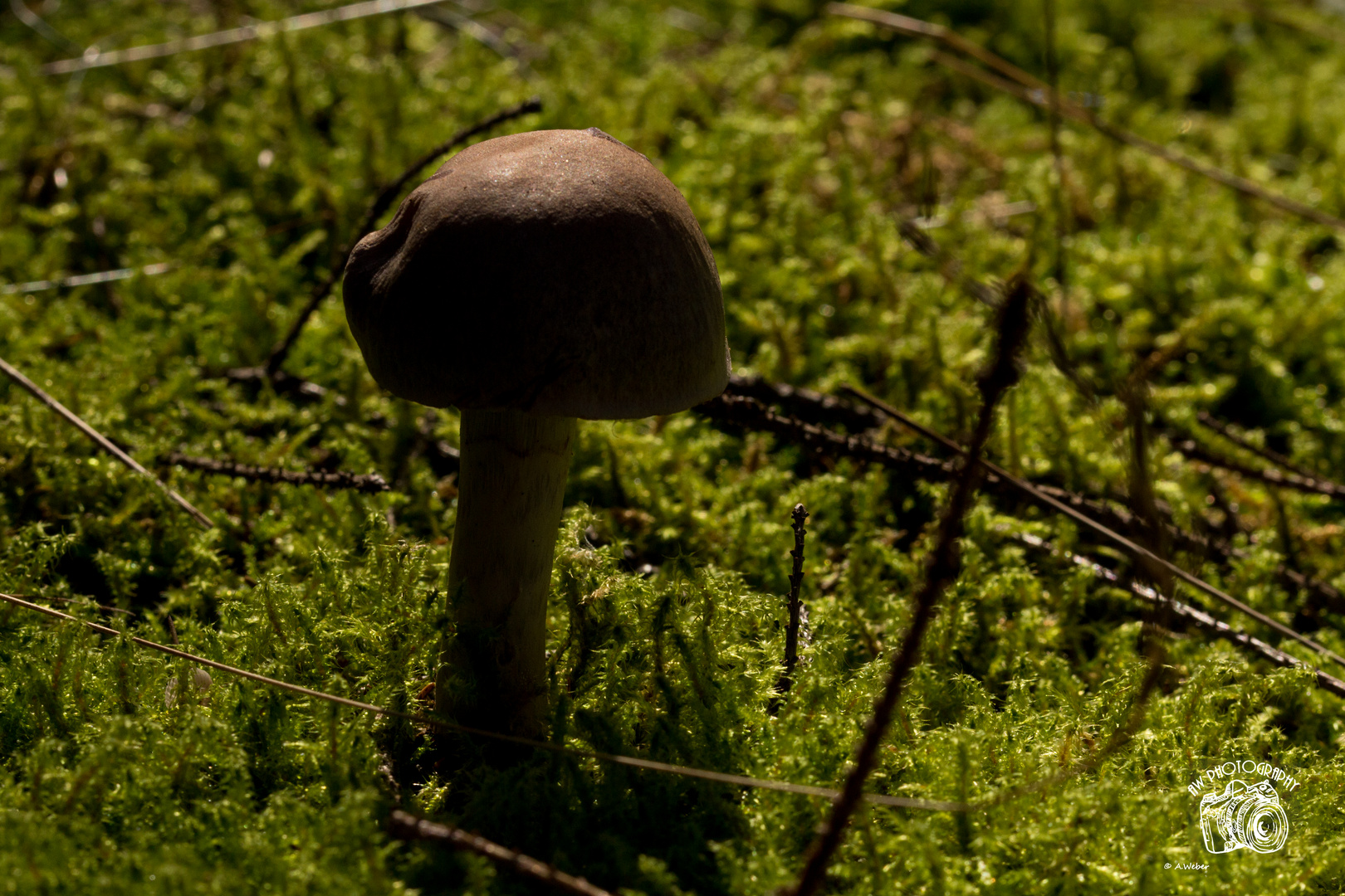 Ein Pilz