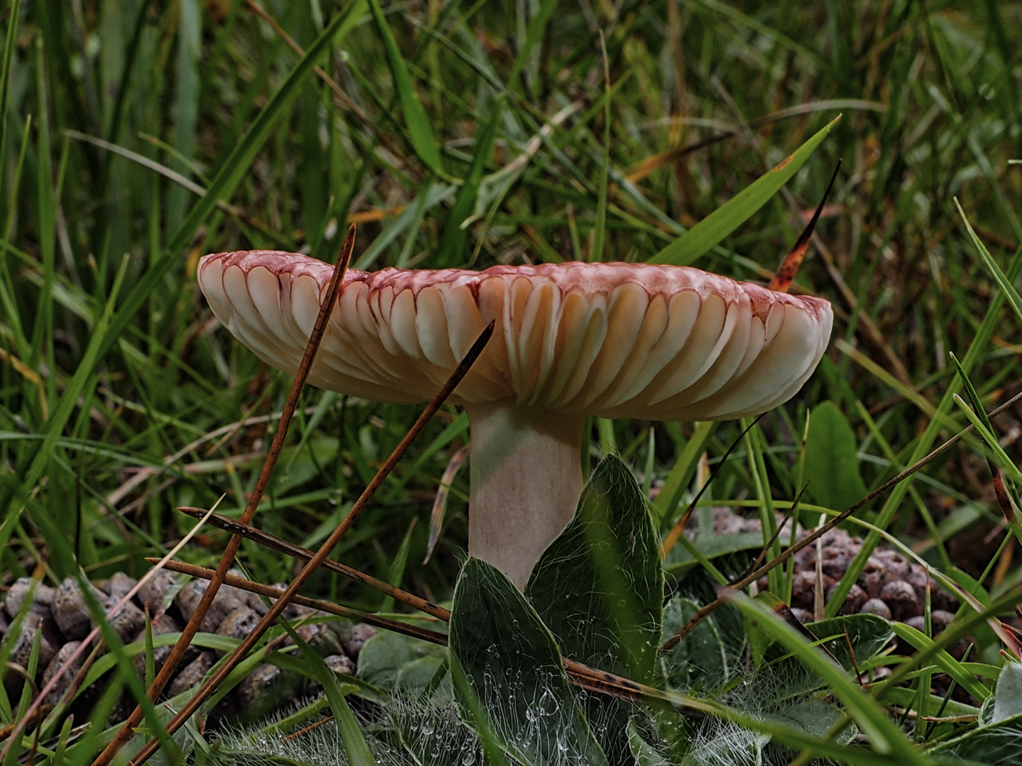 ein Pilz