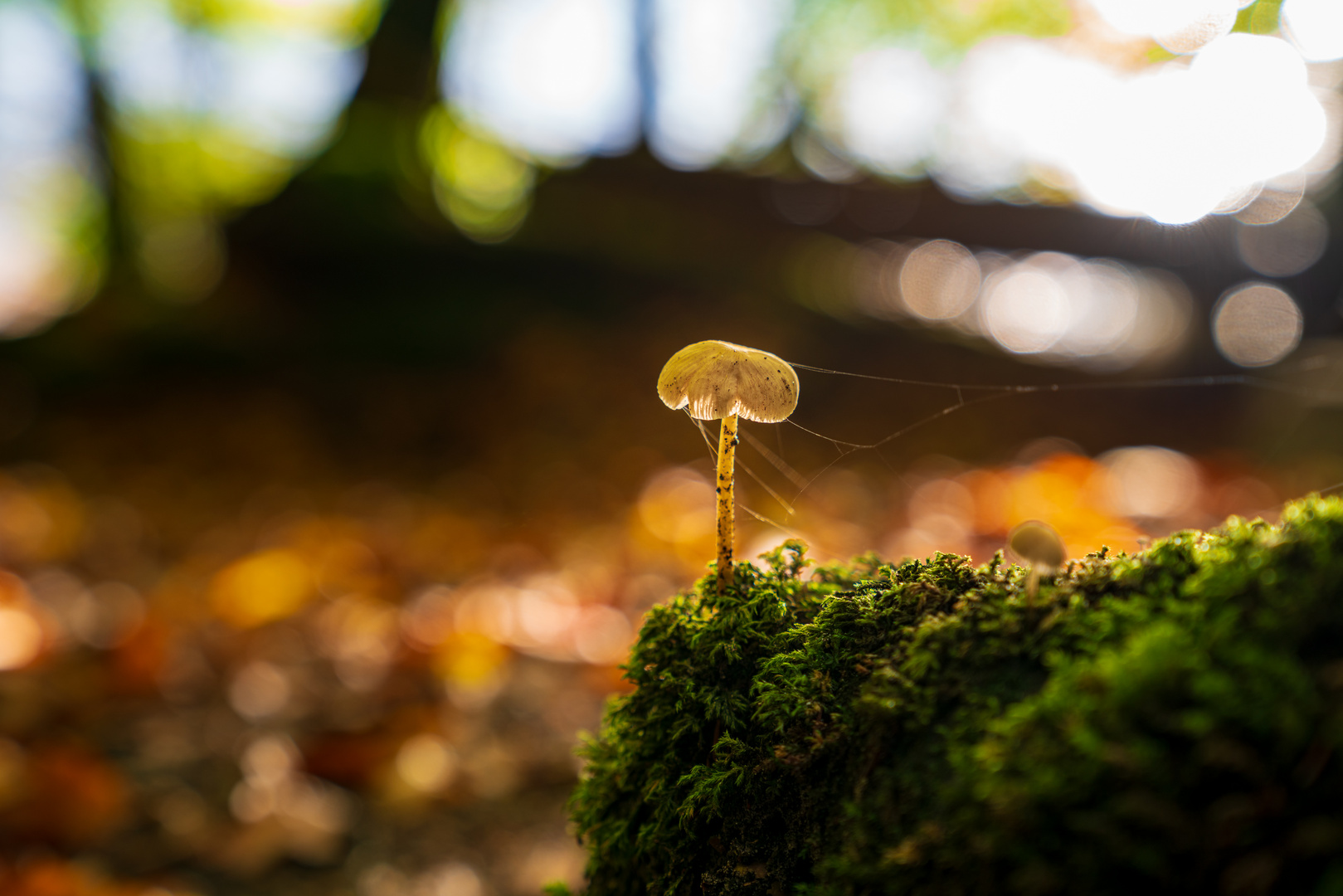 Ein Pilz allein im Herbstwald