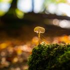 Ein Pilz allein im Herbstwald