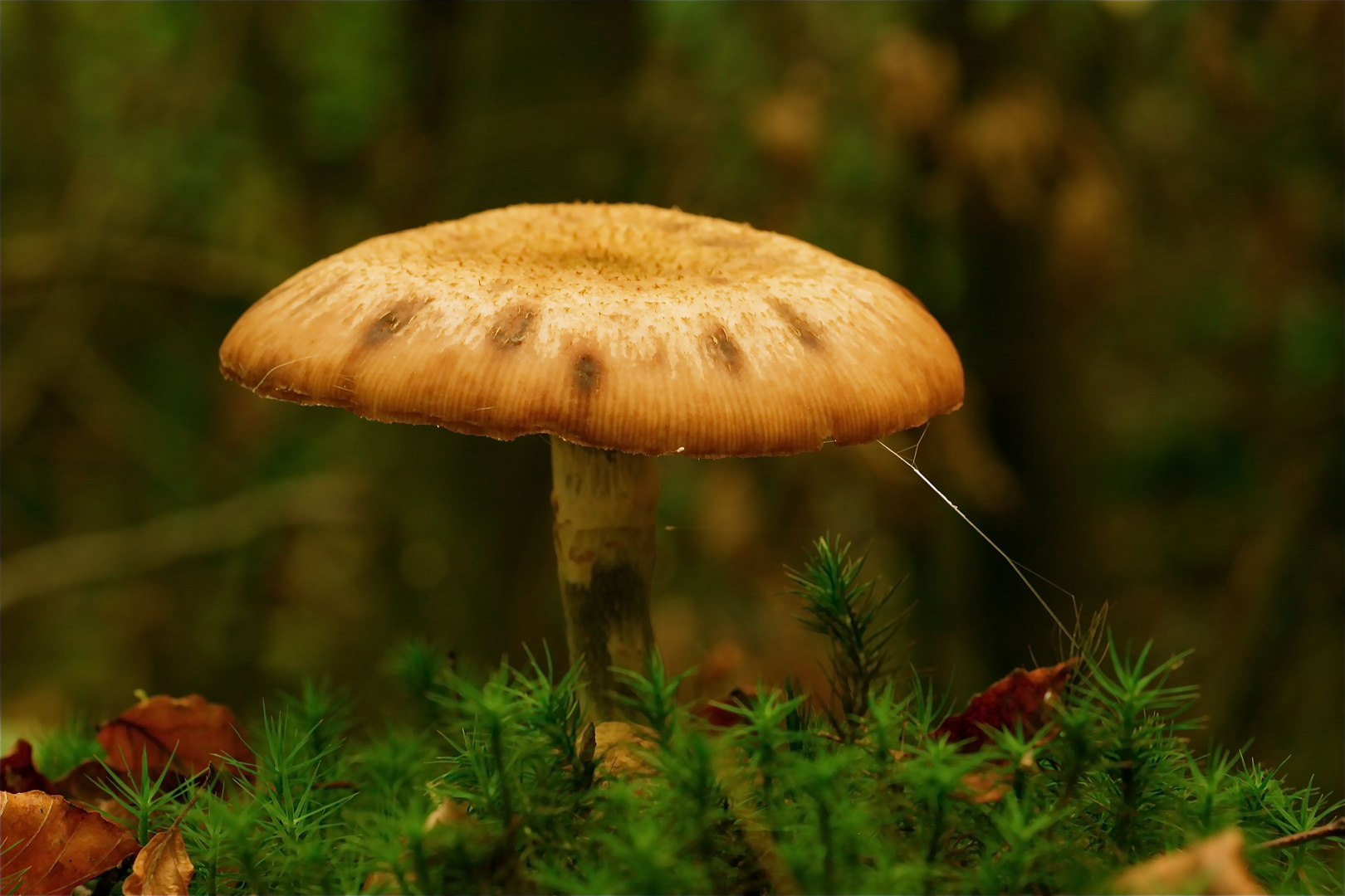 Ein Pilz allein im Wald