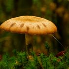 Ein Pilz allein im Wald