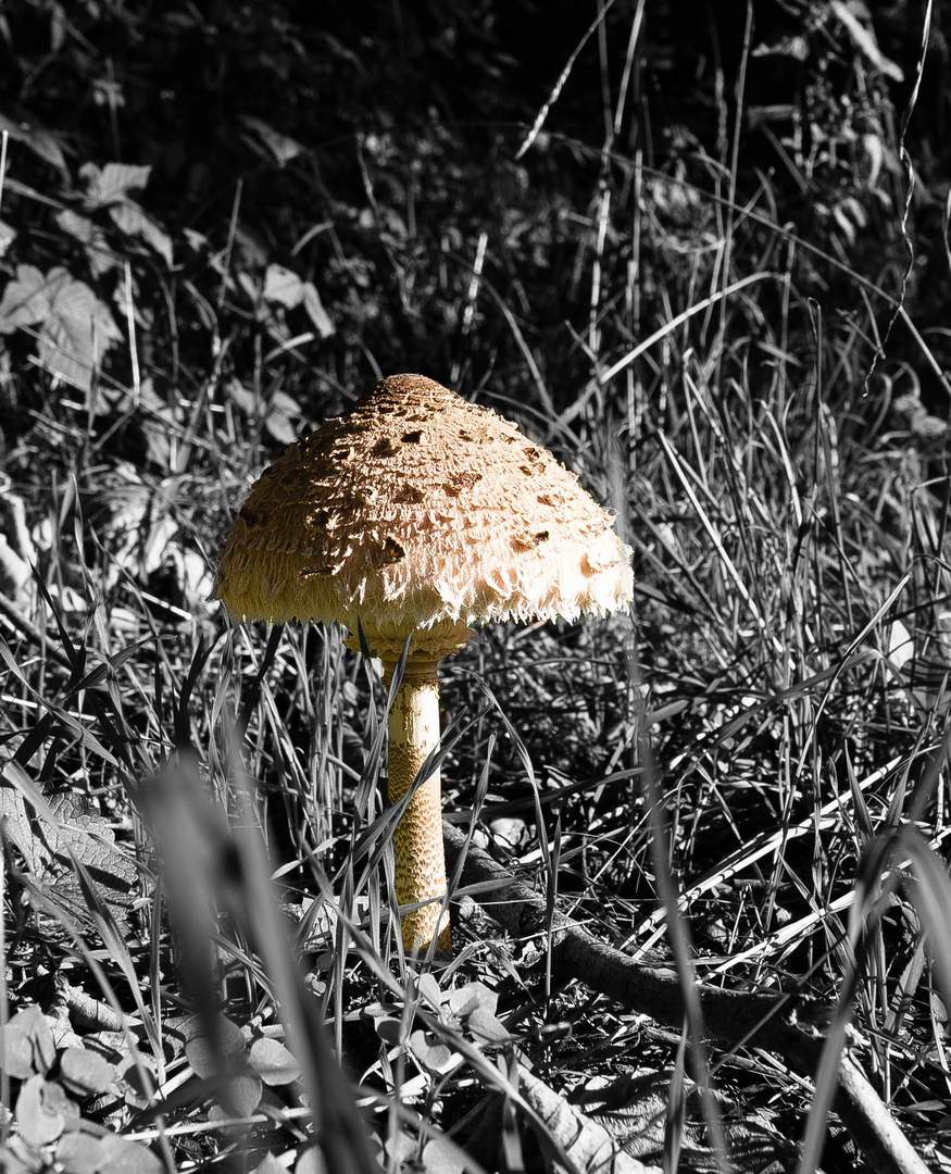 Ein Pilz am Wegesrand