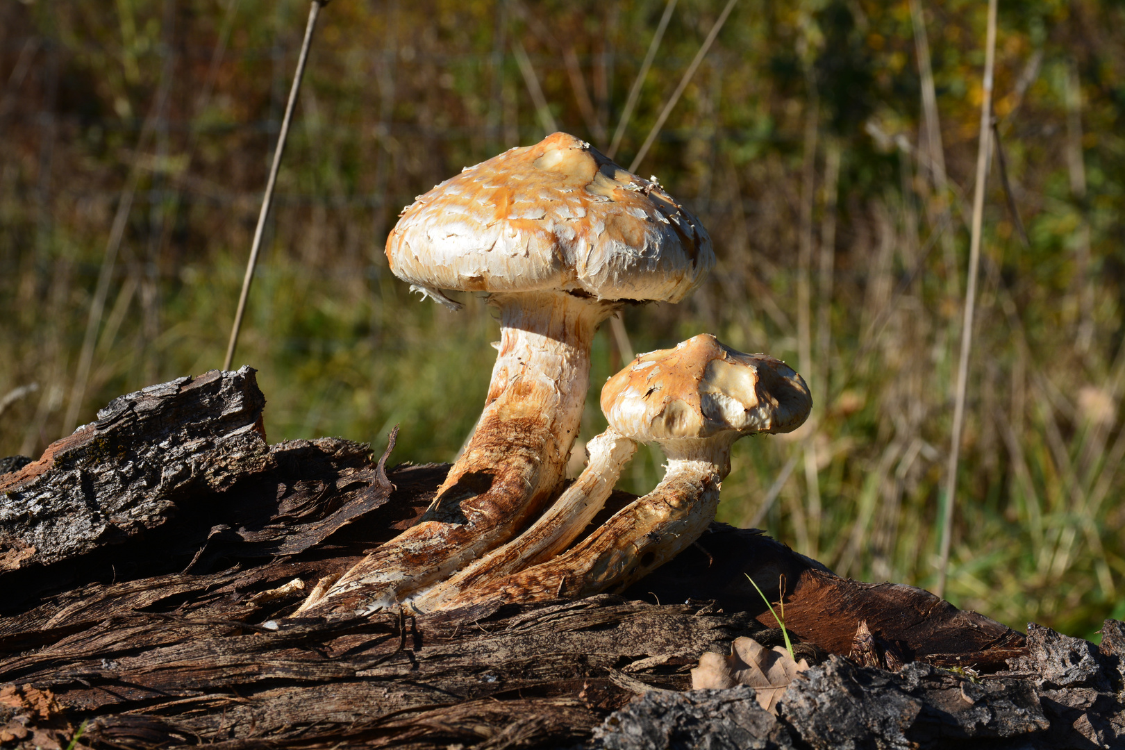 Ein Pilz am Wegesrand