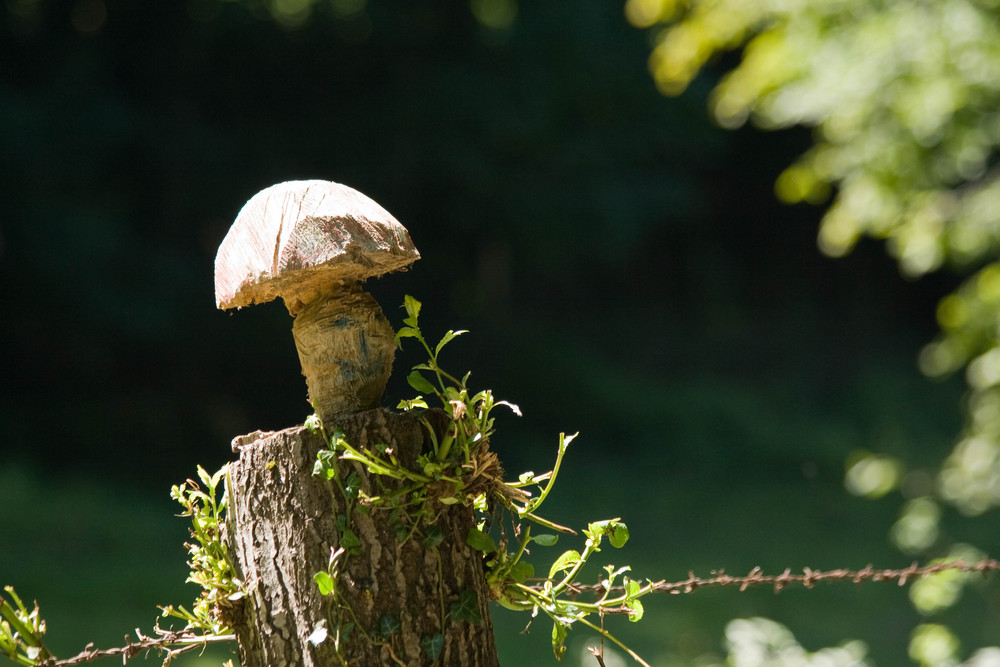 ein Pilz am Zaun ;-)