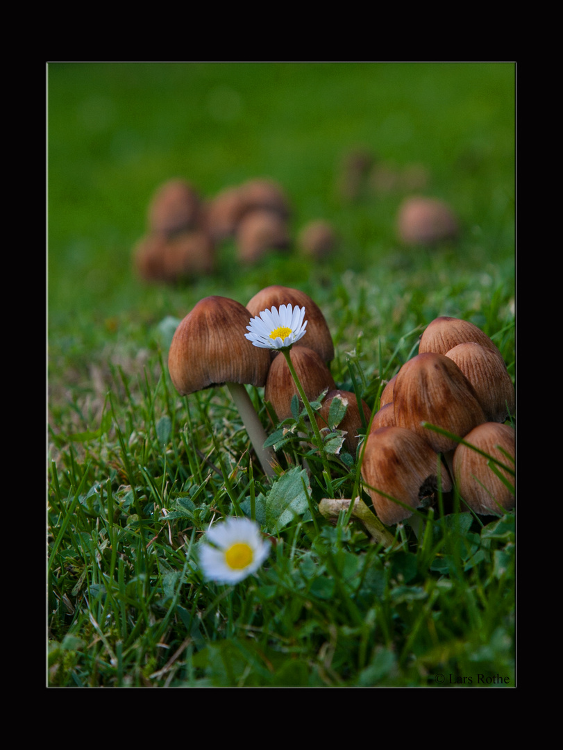 Ein Pilz auf der Wiese Foto & Bild pflanzen, pilze & flechten, pilze & flechten, natur Bilder