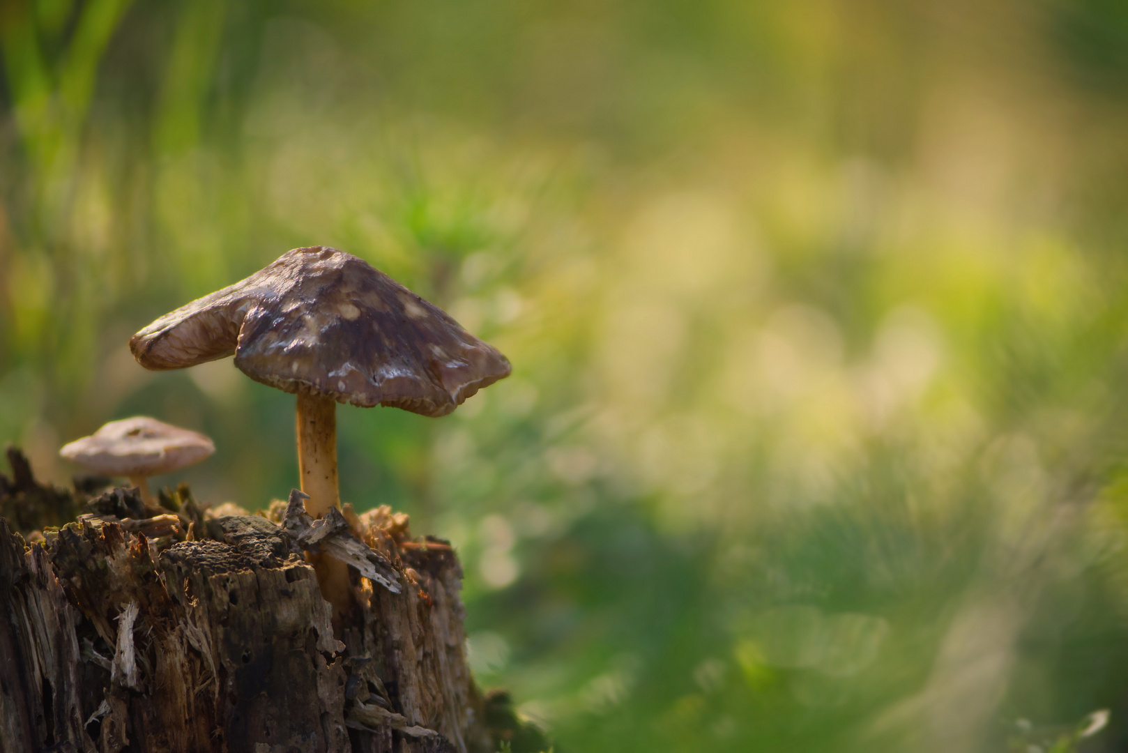 Ein Pilz auf einem Baumstumpf 