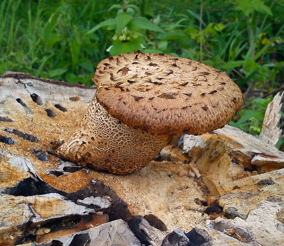 Ein Pilz auf einem Baumstumpf  ( Handyfoto )