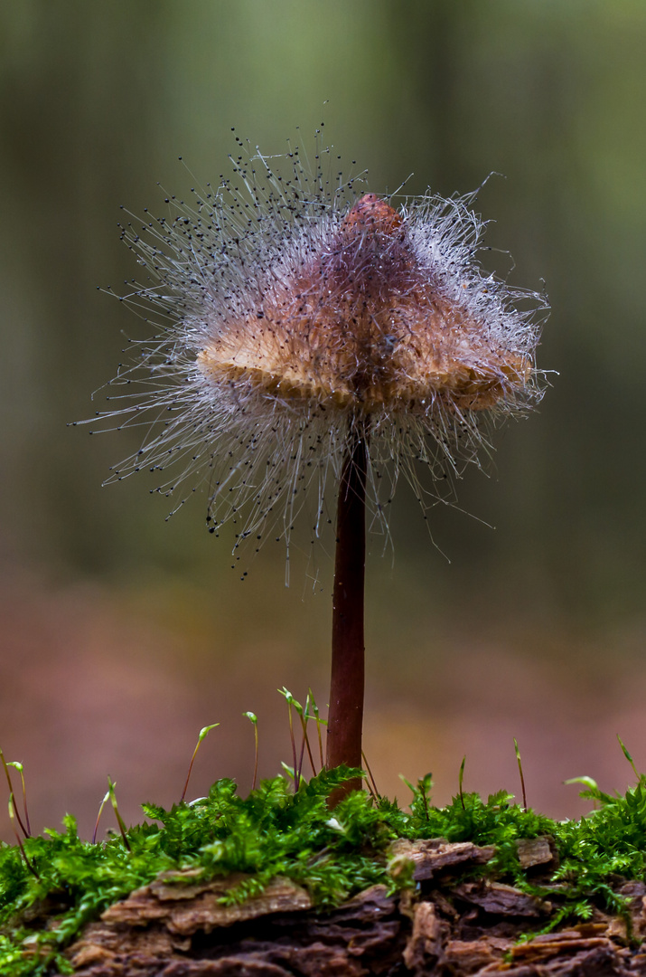 ein Pilz auf Pilz Pilz