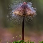 ein Pilz auf Pilz Pilz