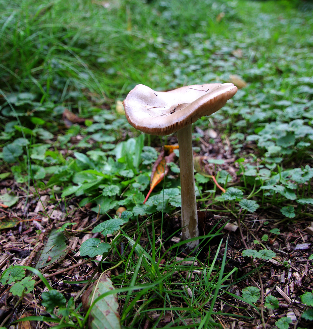 ein Pilz auf unserem Grundstück ... 