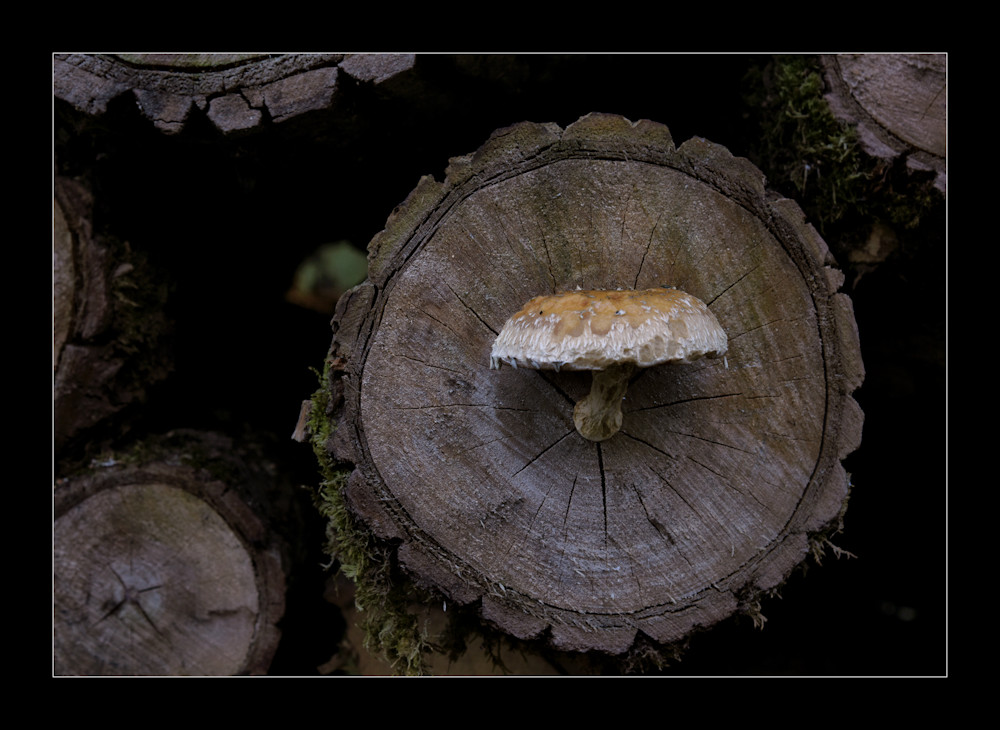 Ein Pilz, bitte!