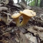 ein Pilz