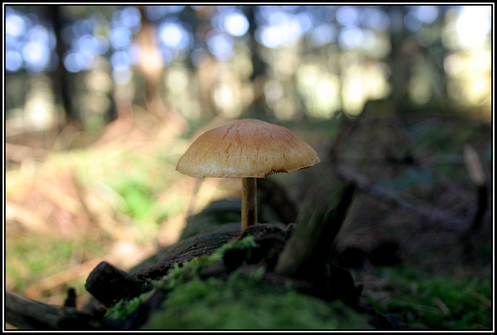 Ein Pilz , der auf einem Baumstamm wächst !