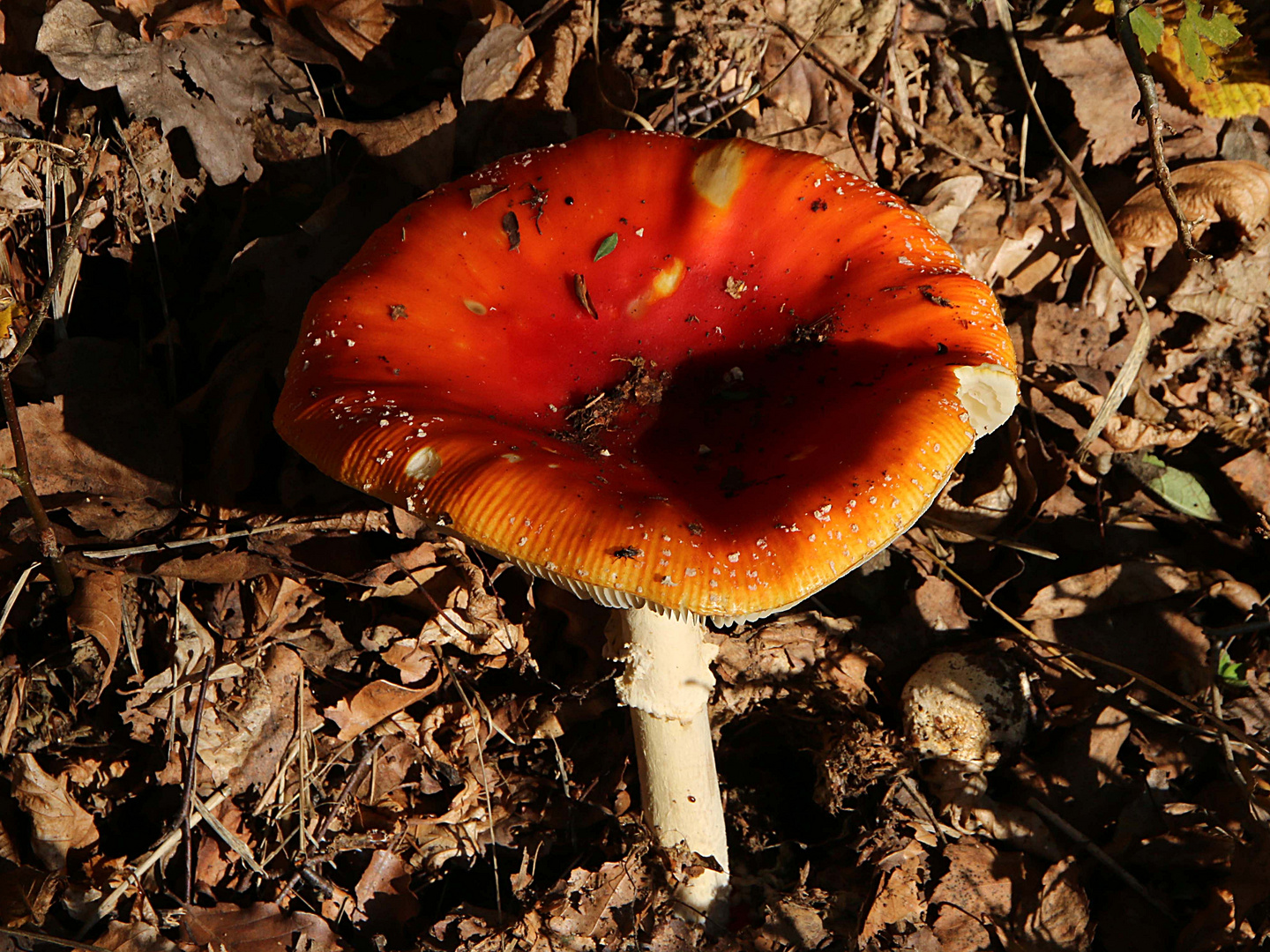 ein Pilz der Schatten wirft 