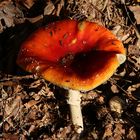 ein Pilz der Schatten wirft 