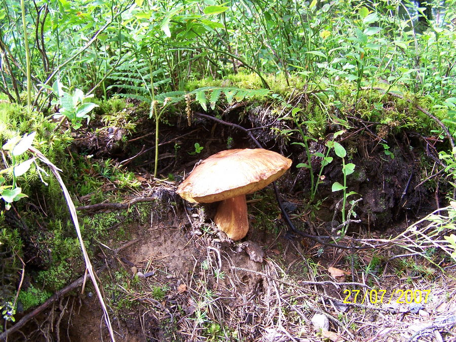 Ein Pilz der steht im Walde