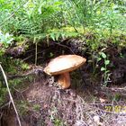 Ein Pilz der steht im Walde