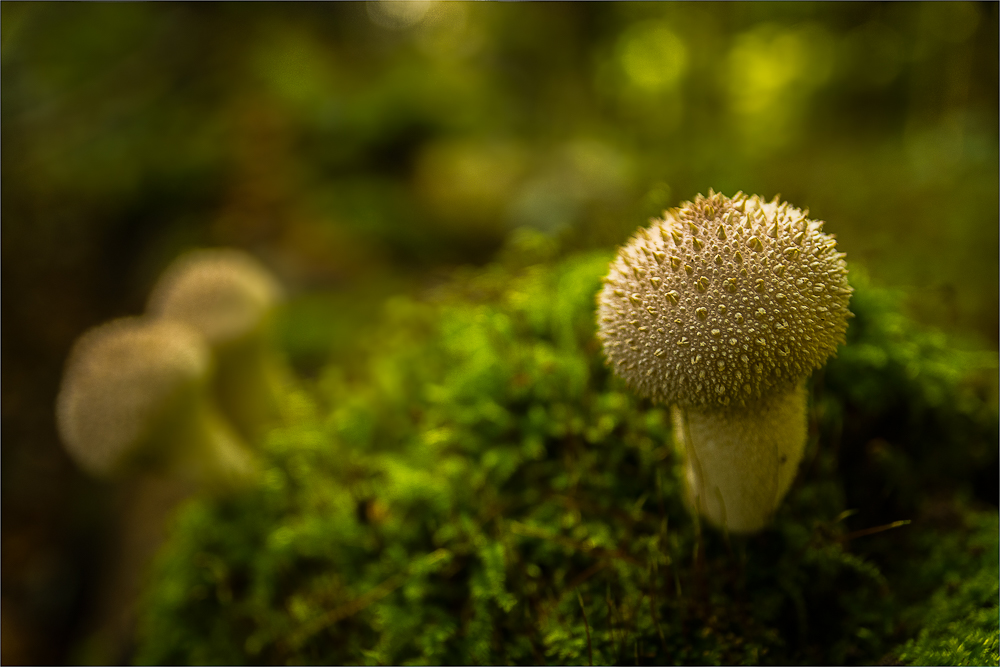 Ein Pilz, es ist nur ein Pilz....