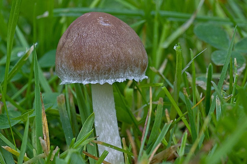 Ein Pilz