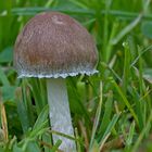 Ein Pilz