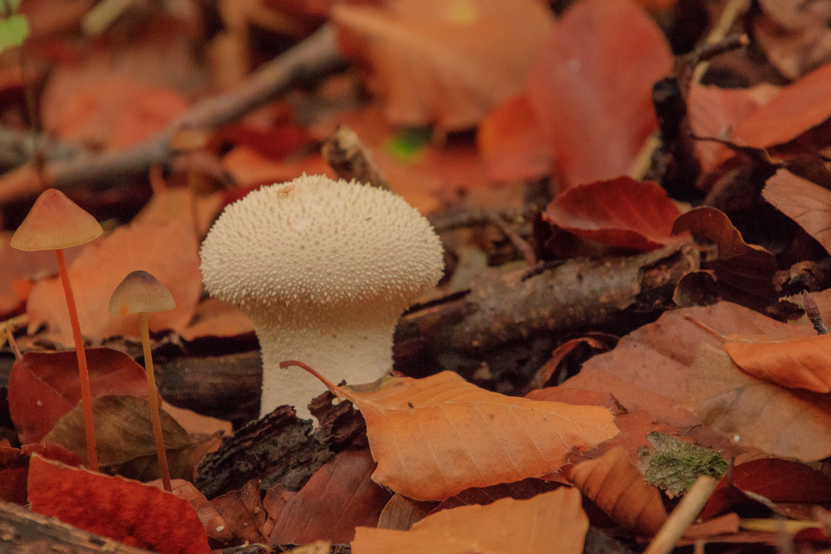 Ein Pilz ganz einsam