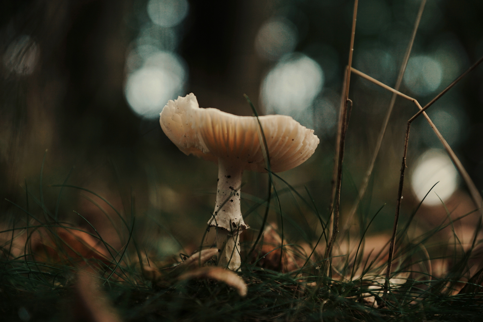 Ein Pilz im Bokeh