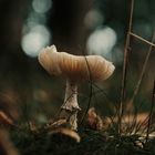 Ein Pilz im Bokeh