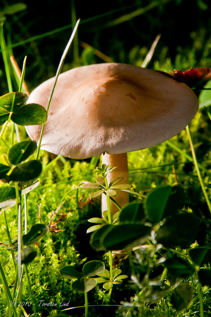 Ein Pilz im Garten
