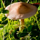 Ein Pilz im Garten