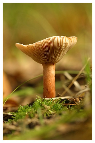 ein pilz im herbst...