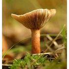 ein pilz im herbst...