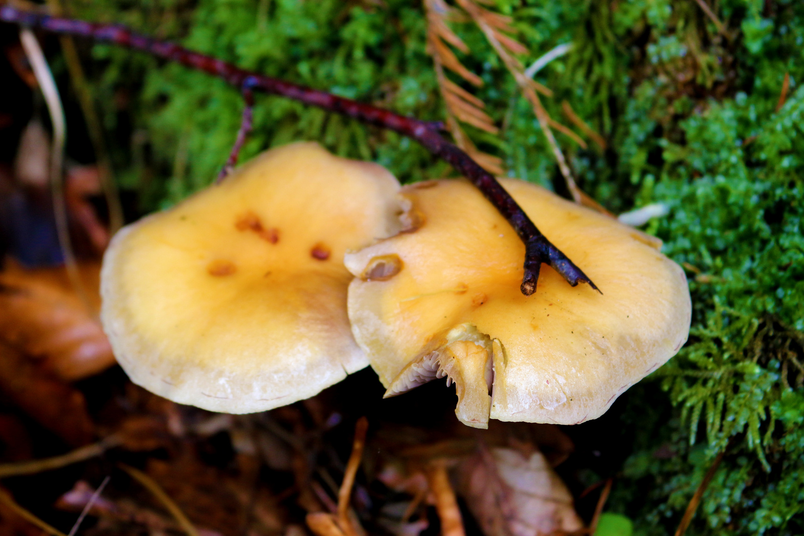 Ein Pilz im Herbst