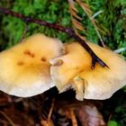 Ein Pilz im Herbst