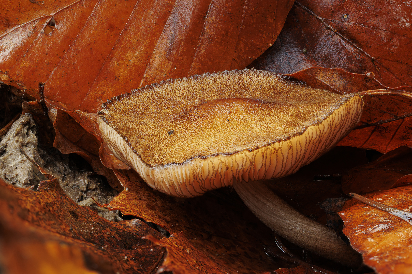 Ein Pilz im Herbstlaub eingebettet.