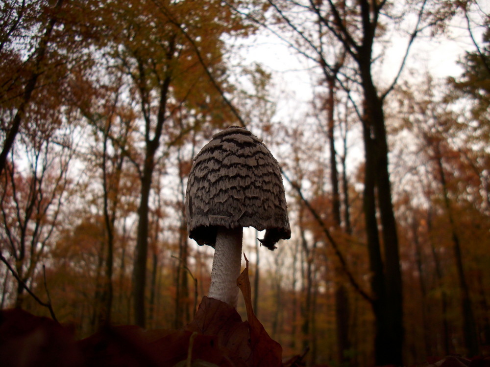 Ein Pilz im herbstlichen Wald