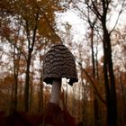 Ein Pilz im herbstlichen Wald