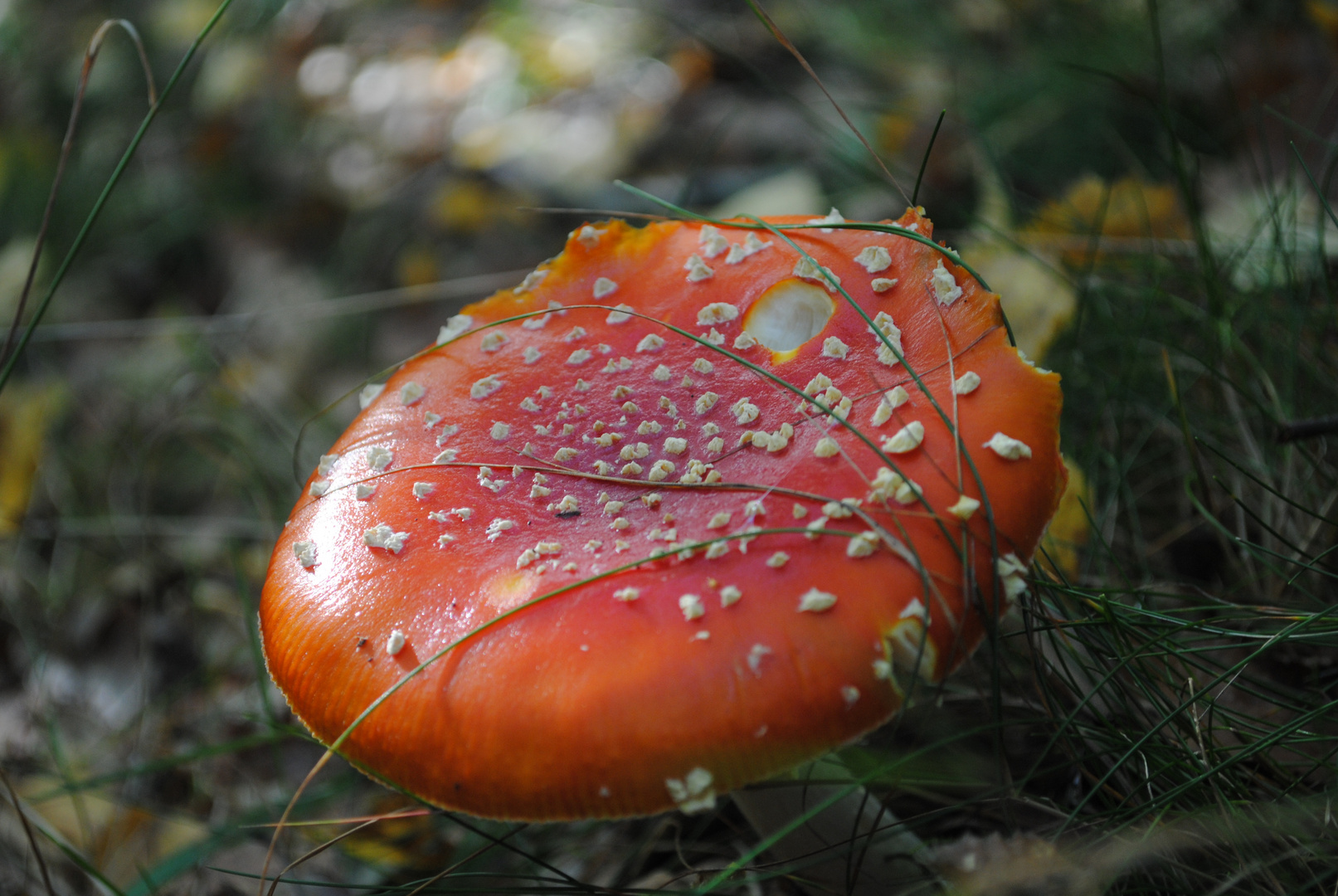 Ein Pilz im Herbstwald