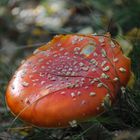 Ein Pilz im Herbstwald