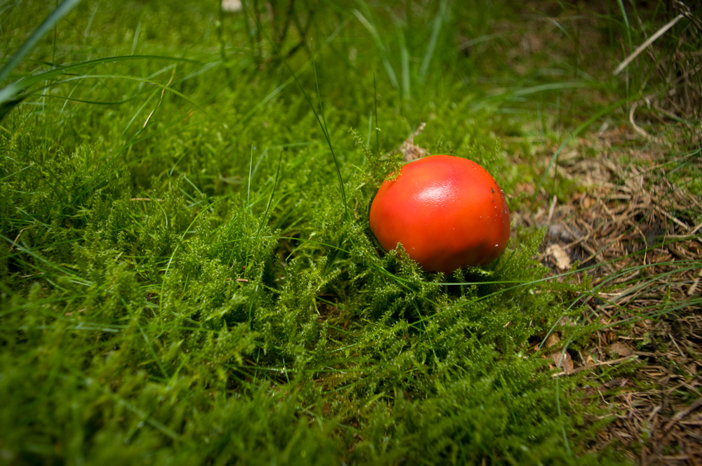 Ein Pilz im Moos