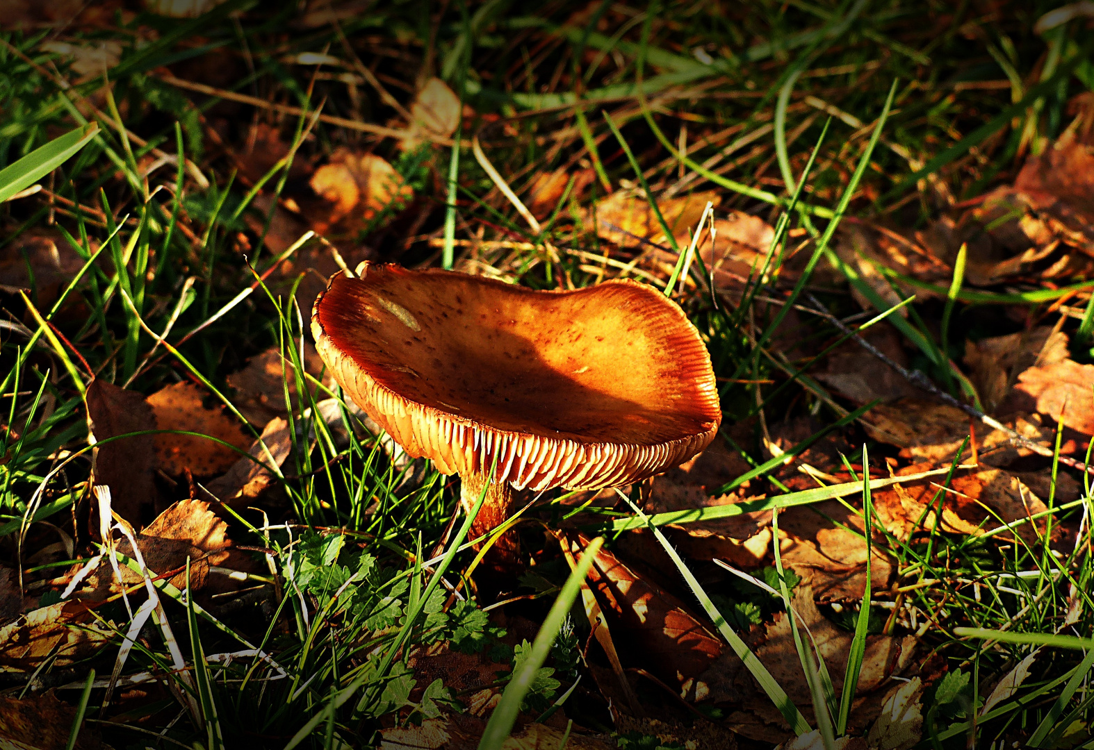 Ein Pilz im November