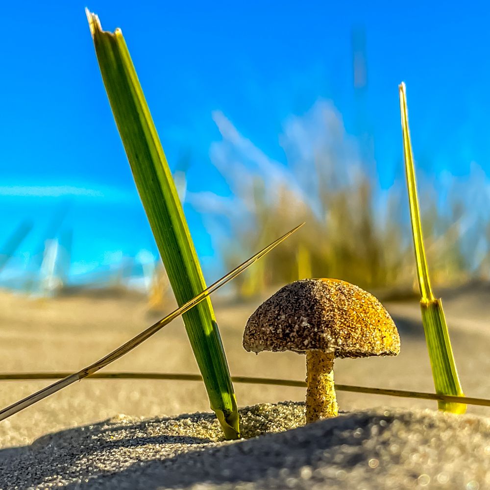 Ein Pilz im Sand am Strand auf Ameland