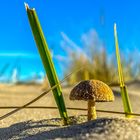 Ein Pilz im Sand am Strand auf Ameland